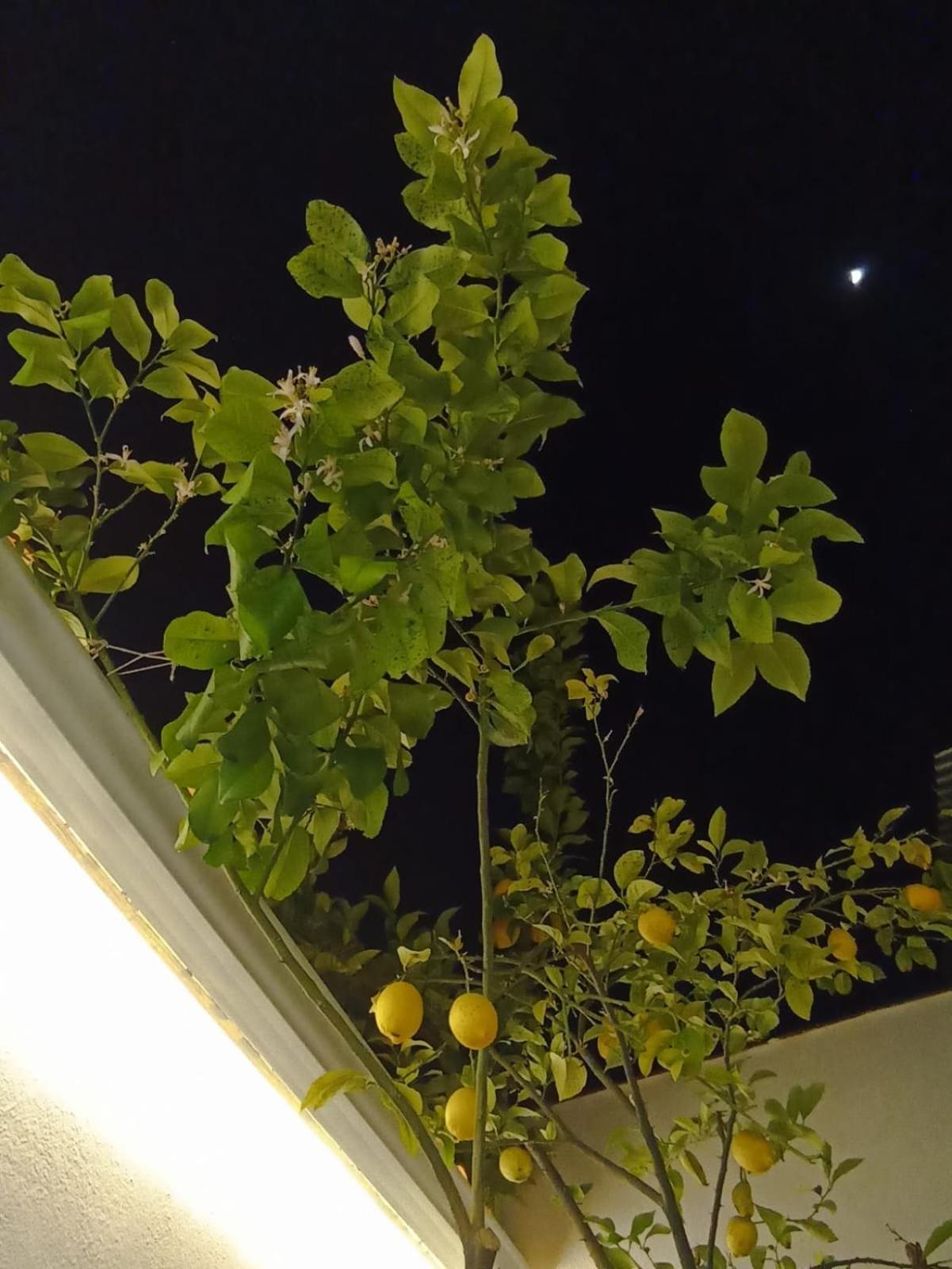 La Casa Del Limonero Casa de Férias Lucena