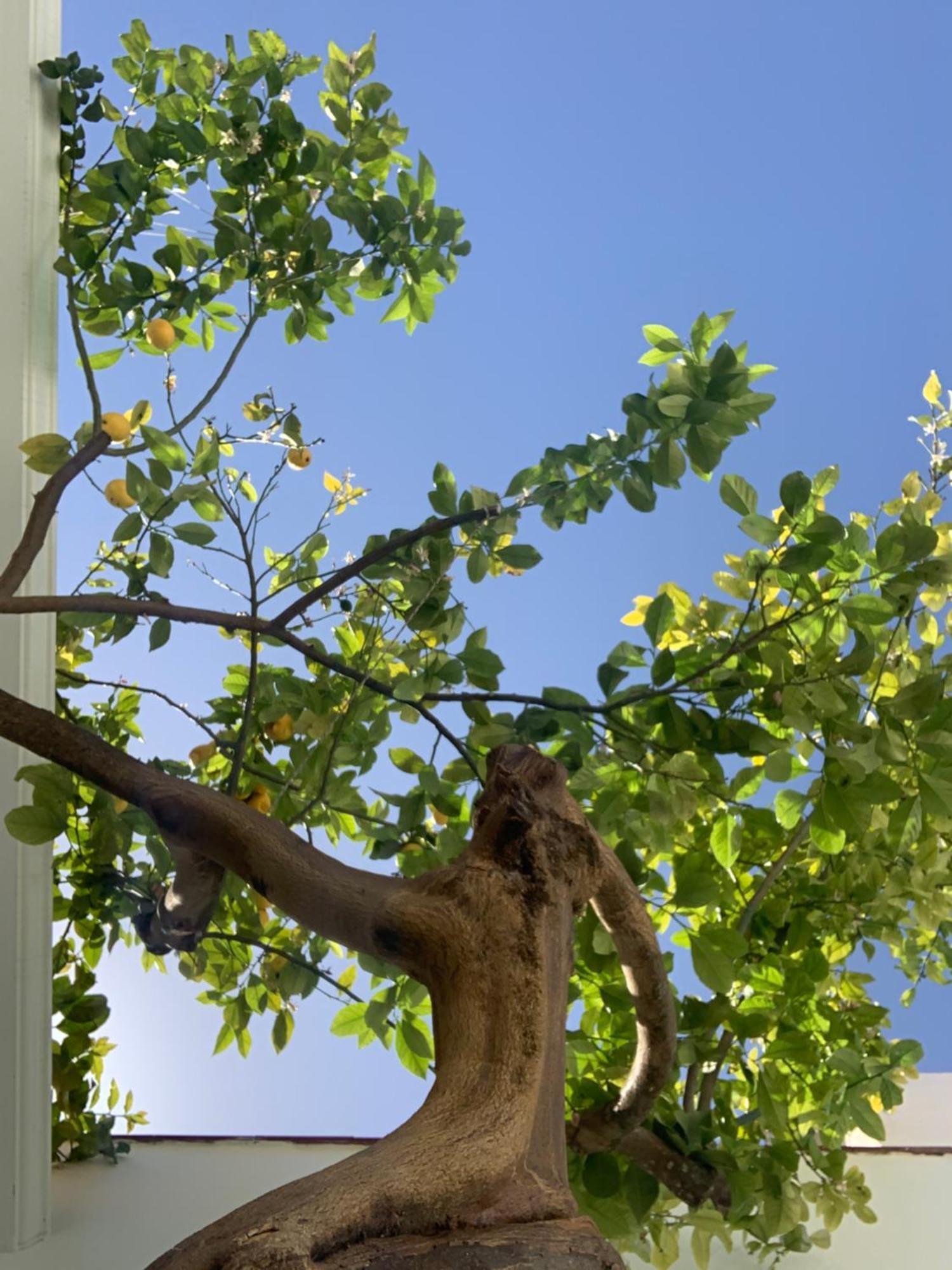 La Casa Del Limonero Casa de Férias